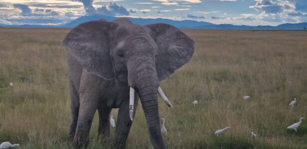 Safari v Keni, deň prvý «9.4.2024»