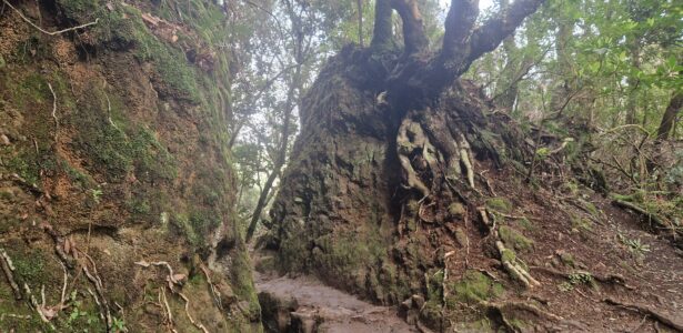 Madeira-severné pobrežie «29.3.2025»